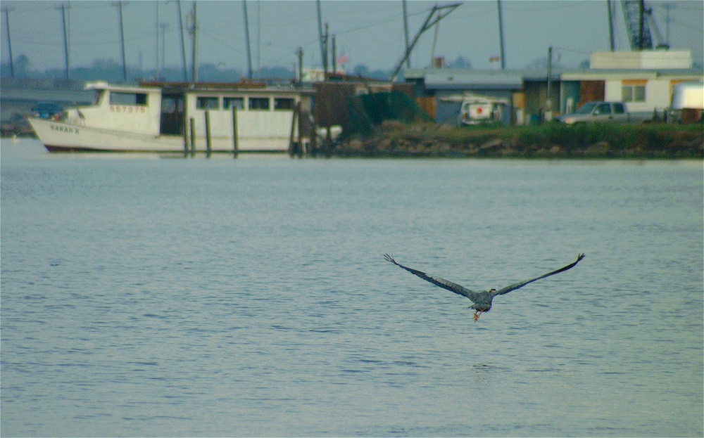 (04) Dscf0269 (causeway great blue heron).jpg   (1000x623)   228 Kb                                    Click to display next picture